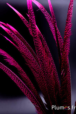 Faisan doré - 55-65 cm - fuchsia